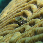 SecretaryBlenny2.jpg