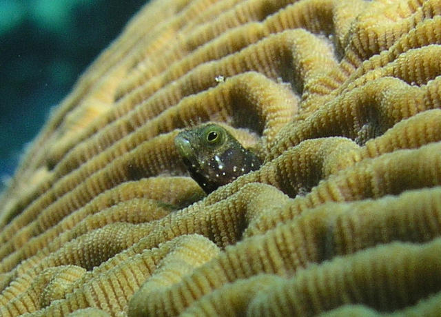 SecretaryBlenny2.jpg