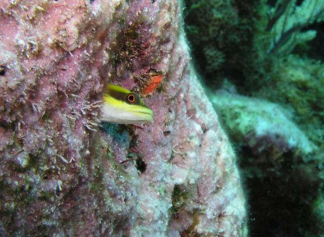 WrasseBlenny.jpg