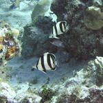 bandedbutterflyfish.jpg