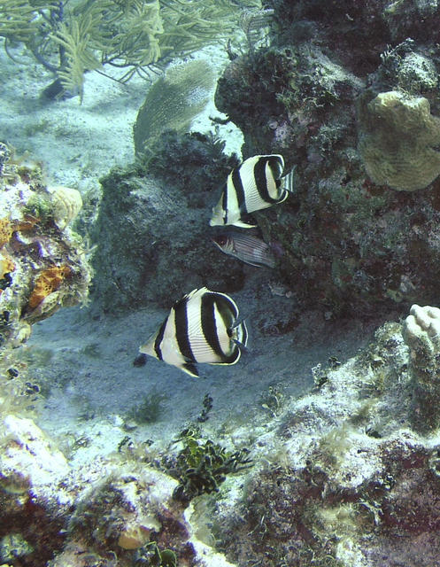 bandedbutterflyfish.jpg