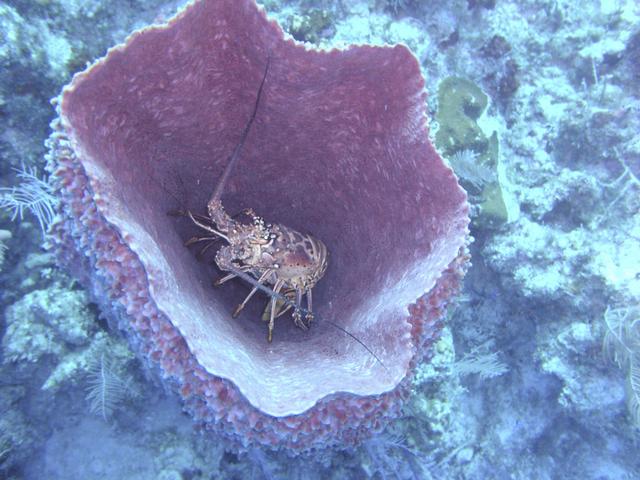 lobster-in-sponge.jpg