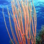 Belize Underwater