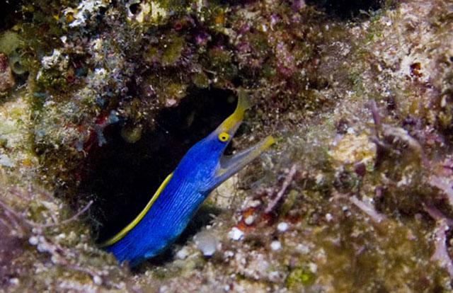 Blue Ribbon Eel.jpg