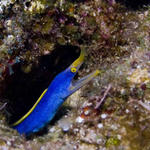 Blue Ribbon Eel.jpg