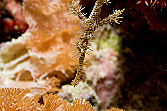 Ghost Pipefish.jpg