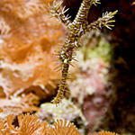 Ghost Pipefish.jpg