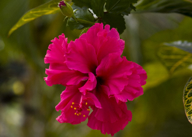 Namali Resort Hibiscus.jpg