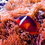 Tomato Anemonefish.jpg