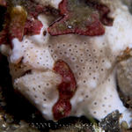 Dec8D1NudiFalls036.jpg