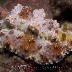 Dec8D1NudiFalls068.jpg