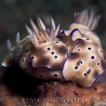 Dec8D1NudiFalls084.jpg