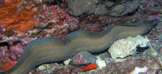 And a number of eels were spotted