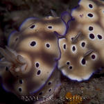 Dec8D4NudiFallsNight048.jpg