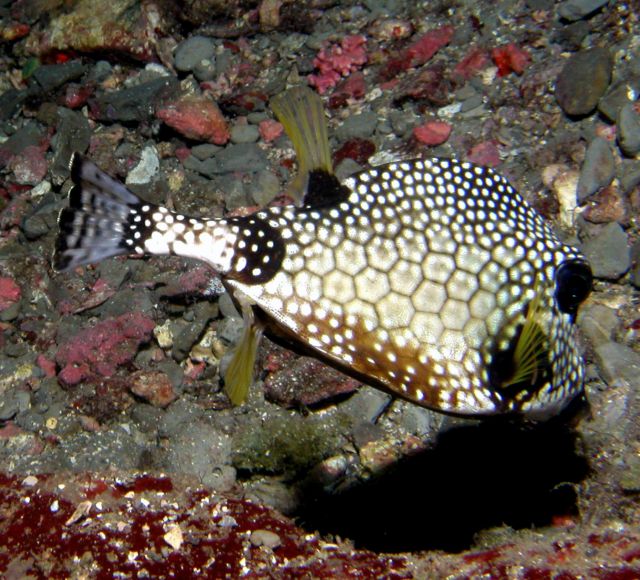 Boxfish