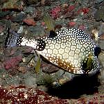 Boxfish