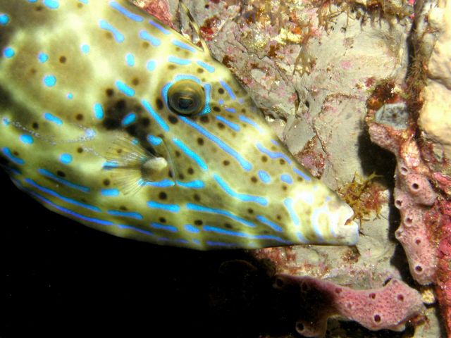 Friendly filefish