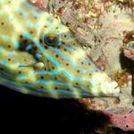 Friendly filefish