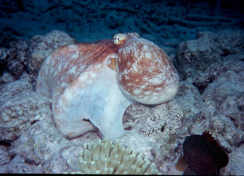 Cur9-03-OctopusAnemonRS3