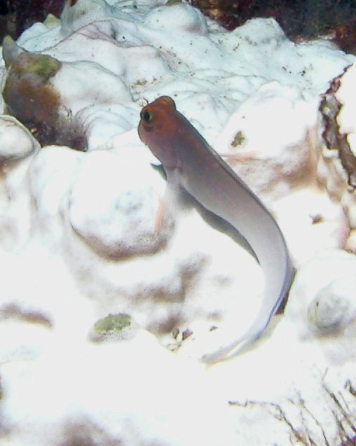 A Blenny in a snowstorm