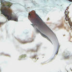 A Blenny in a snowstorm