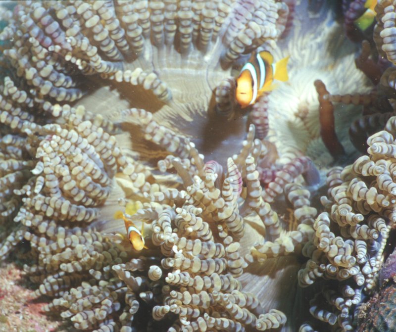 Corkscrew (???) Anemone with Clowns