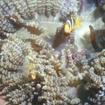 Corkscrew (???) Anemone with Clowns