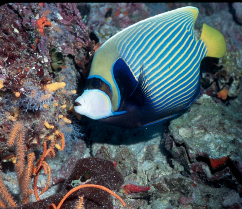 Emperor Angelfish