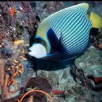 Emperor Angelfish