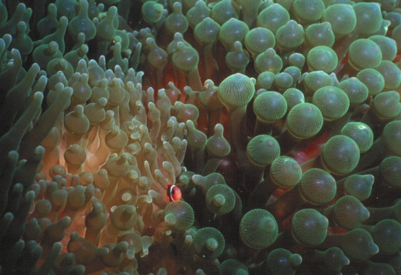 Green Bubble Anemone