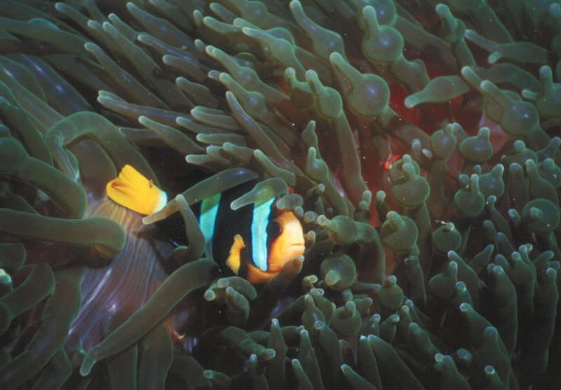 Green Bubble Anemone with Medium & Tiny Clownfish