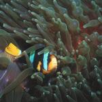 Green Bubble Anemone with Medium & Tiny Clownfish