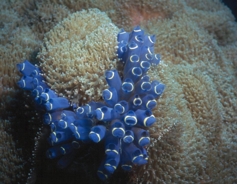 Bluebell Tunicates, at least that's what I'm calling them