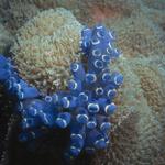 Bluebell Tunicates, at least that's what I'm calling them