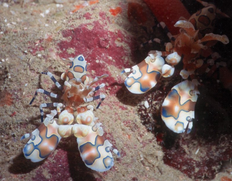 Harlequin Shrimps