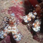 Harlequin Shrimps