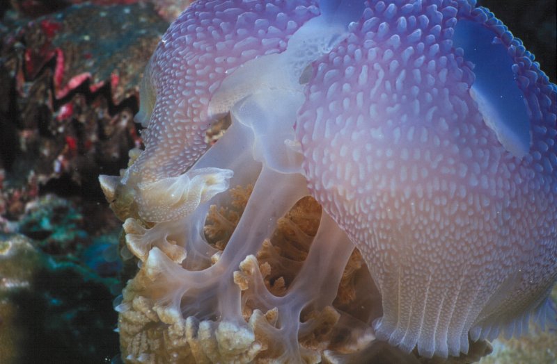 Jellyfish, looked ragged, but could not believe the colors.