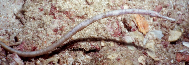 Longnose Pipefish. Not a great shot, but a sorta rare find.