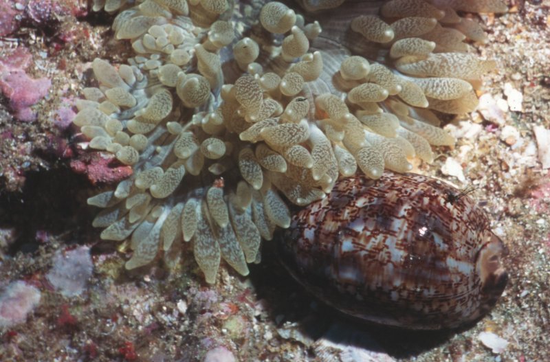 Pretty Shell and strange anemone