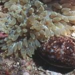 Pretty Shell and strange anemone