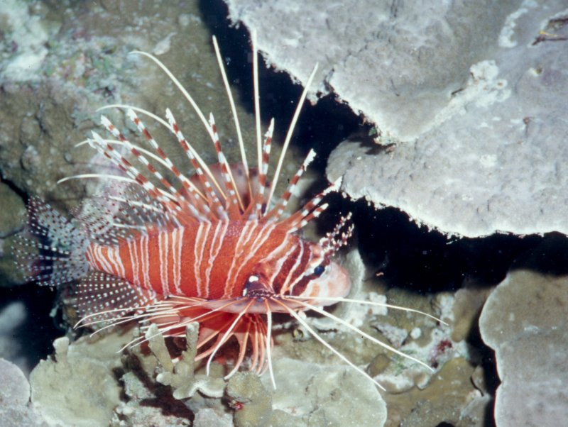 Zebra Lionfish