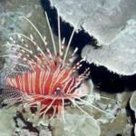 Zebra Lionfish