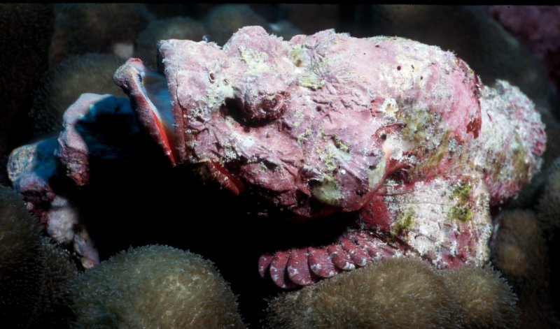 Reef or False Stonefish? Is this guy is the real deal, or does that hump on his back give him away?