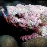 Reef or False Stonefish? Is this guy is the real deal, or does that hump on his back give him away?