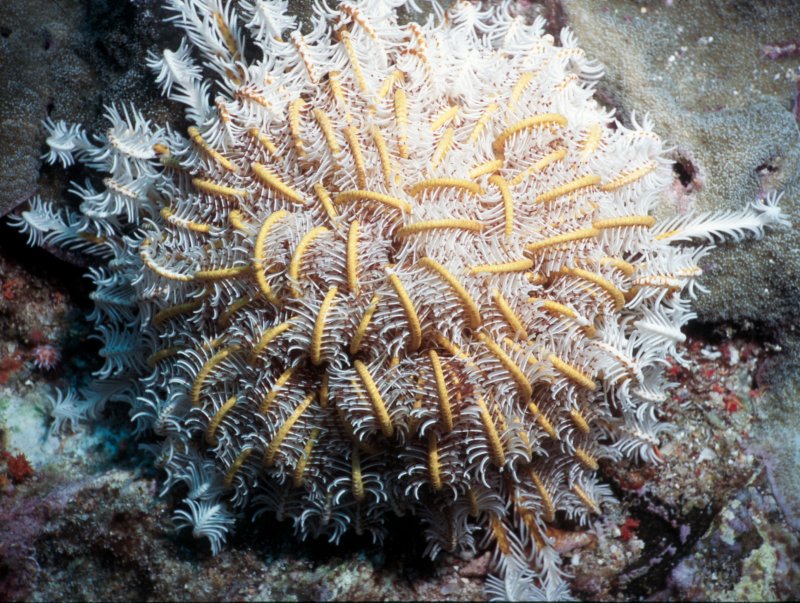 White & Yellow Basket Star