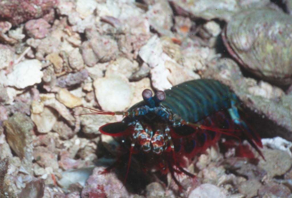 OR - 1-18-mantis