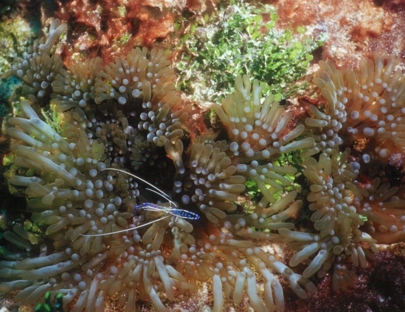 Colorful Carpet Anemone with Pedersen Shrimp