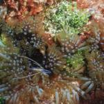 Colorful Carpet Anemone with Pedersen Shrimp