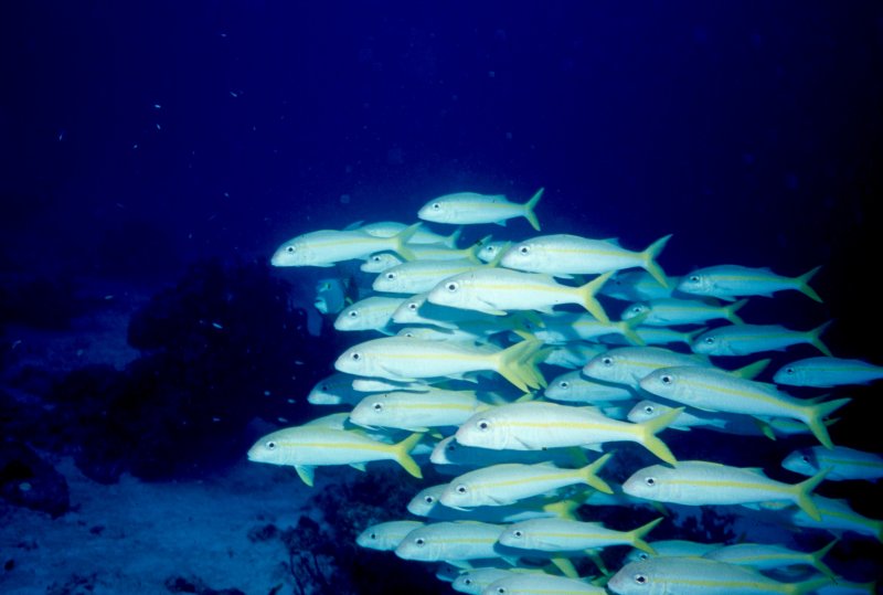 Goatfish School