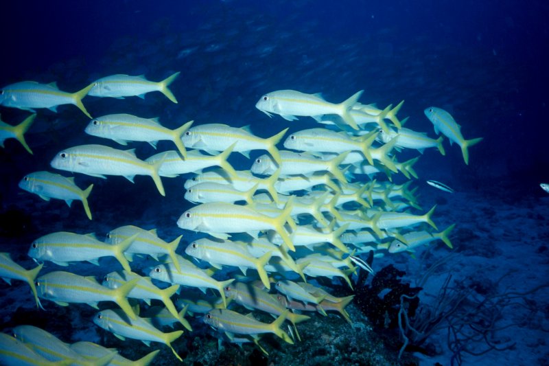 More goatfish, can you ever get enough.